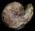 Hoploscaphites nebrascensis Ammonite #6128-3